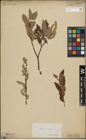 Foto von Salix lapponum L. x Salix silesiaca Willd.
